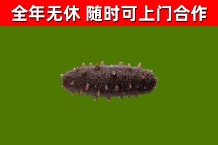 林口烟酒回收干海参.jpg